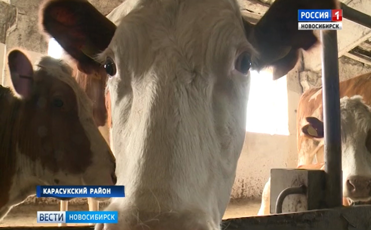В Карасукском районе экспериментируют с кормами для животных