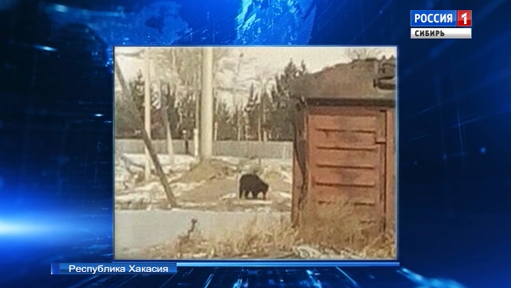 Молодой медведь в поисках матери забрел в одно из сёл Хакасии