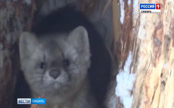 Медведи и соболи от голода выходят к людям в Красноярском крае
