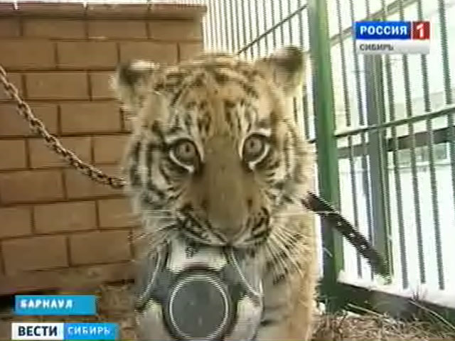 В Барнаульский зоопарк привезли тигрицу