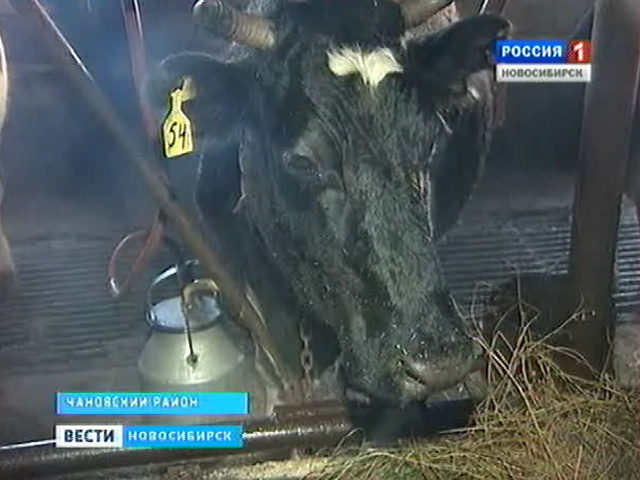 Доярки-рекордсмены вступают в &quot;Клуб трехтысячниц&quot;