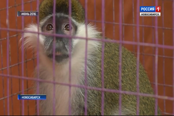 «Трогательный» бизнес: животные в контактных зоопарках гибнут из-за стресса