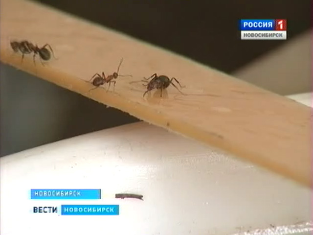 Новосибирские учёные доказали, что муравьи знают математику