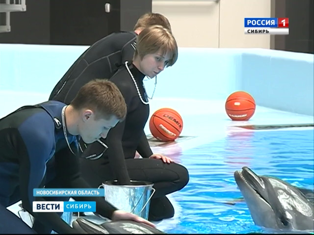 В Новосибирске торжественно открывают дельфинарий