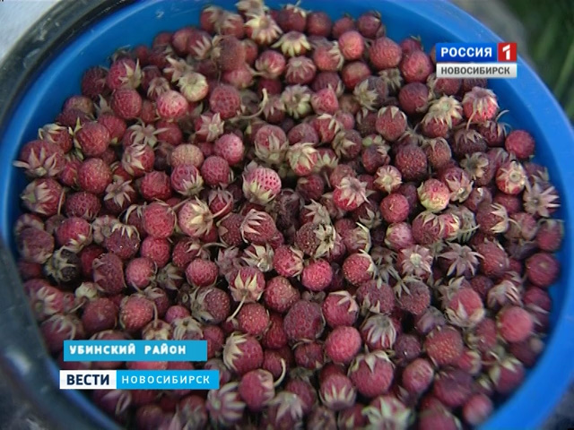 Жители сел Новосибирской области собирают первый урожай клубники