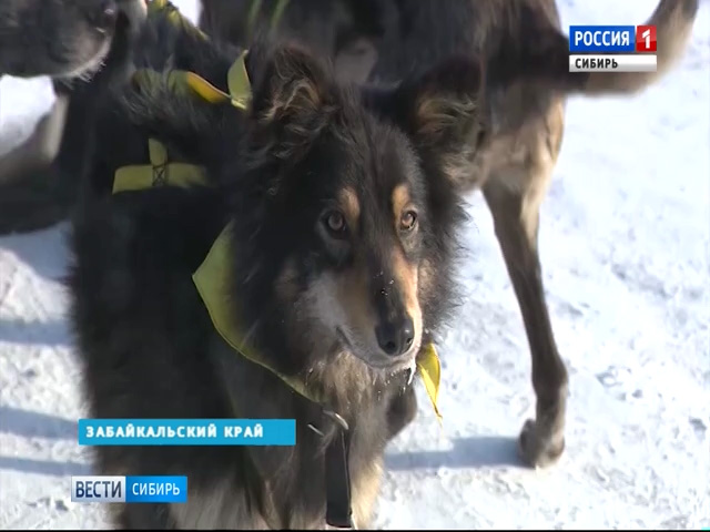 Снежные гонки на собачьих упряжках пройдут в Забайкалье