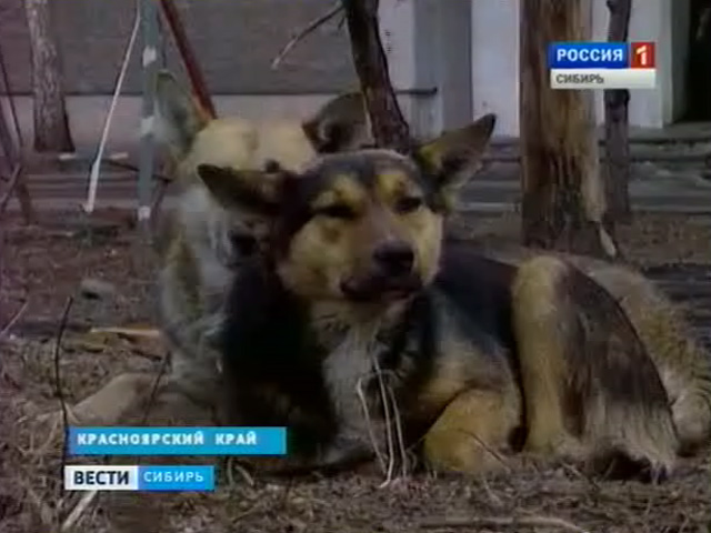На жителей Канска Красноярского края нападают бродячие собаки