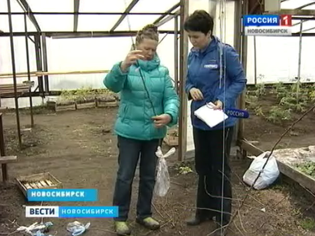 Новосибирские дачники пытаются спасти деревья, пострадавшие от нашествия грызунов