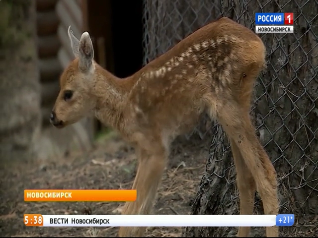 «Вести» узнали о малышах в Новосибирском зоопарке
