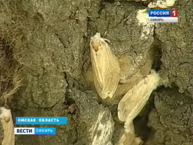 Леса Омской области подверглись нашествию непарного шелкопряда