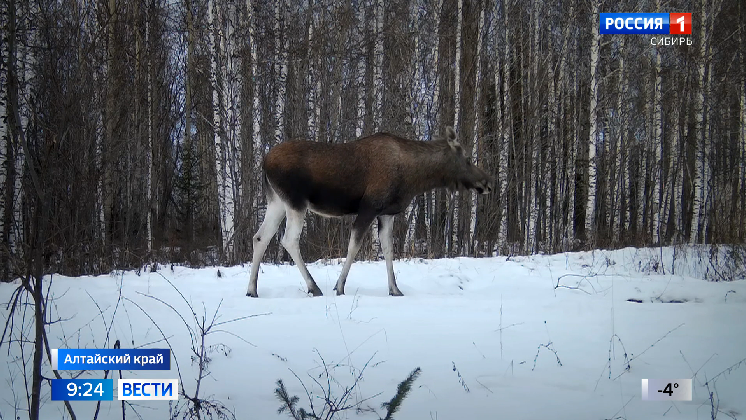 В Алтайском крае началась зимняя перепись диких животных