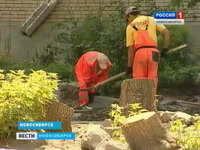 Жители Кировского района выступают против вырубки деревьев в их дворе