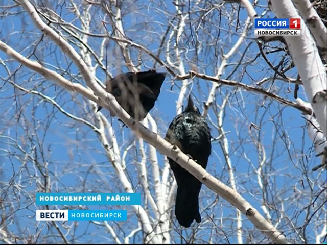 Ученые фиксируют небывало ранний прилет птиц в Новосибирскую область