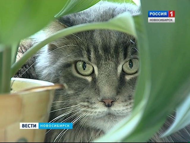 «Страсти по коту»: в Новосибирске не поделили мэйн-куна