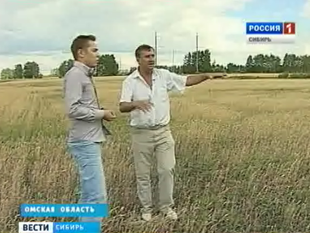 Правительство Омской области решает вопрос о помощи пострадавшим от засухи хозяйствам