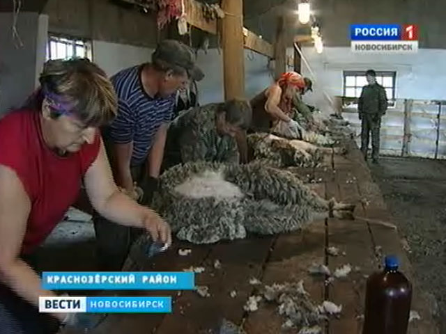 Животноводы Краснозёрского района собирают урожай шерсти