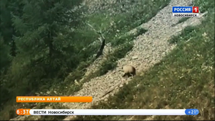 Новосибирский путешественник снял на видео медведя   