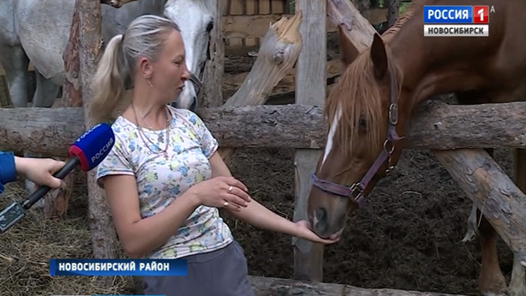 Новосибирские энтузиасты спасают от гибели израненных лошадей