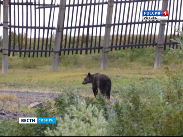 Голодные медведи вышли к жилым домам в Красноярске