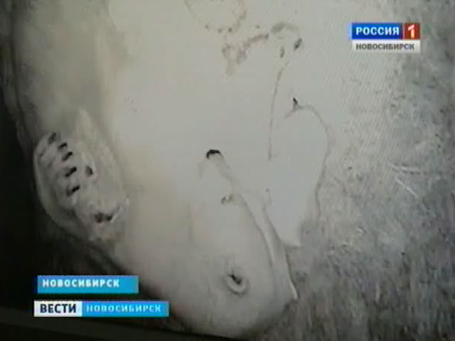 В Новосибирском зоопарке показали новорожденного белого медвежонка