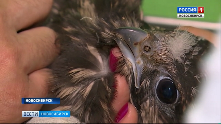 В Новосибирск привезли спасать редкого сокола