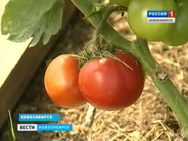 Дачница-рекордсменка смогла вырастить ранний урожай помидоров