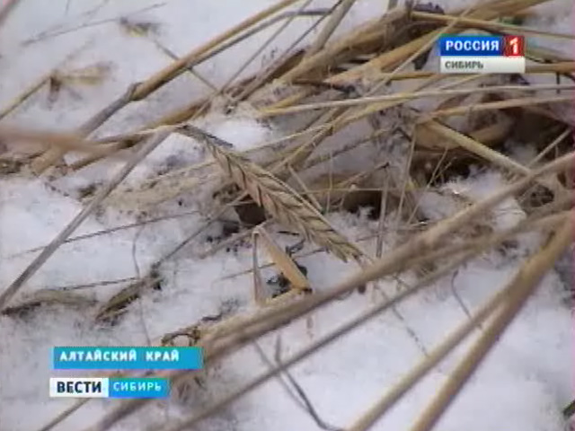 В Алтайском крае некоторые хозяйства до сих пор продолжают уборочные работы