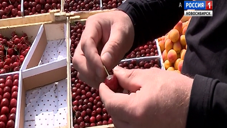 Как выбрать сочные и спелые ягоды и фрукты на прилавках Новосибирска