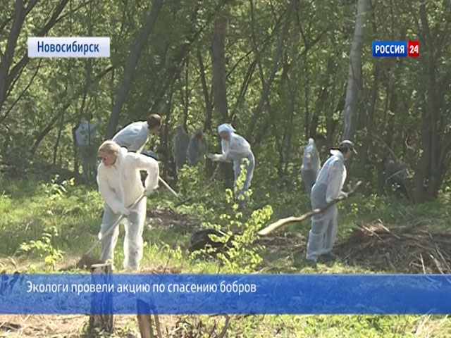 В центре Новосибирска экологи вышли спасать бобров