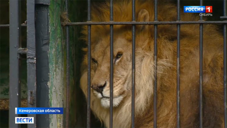 На ужасные условия содержания зверей в зоопарке пожаловались зоозащитники в Кемерове