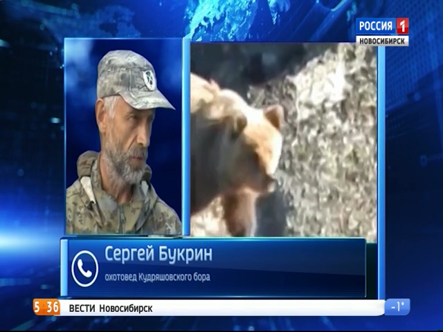 В Новосибирской области медведи стали чаще выходить к людям   