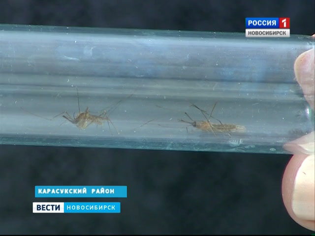 В Новосибирскую область может вернуться малярия