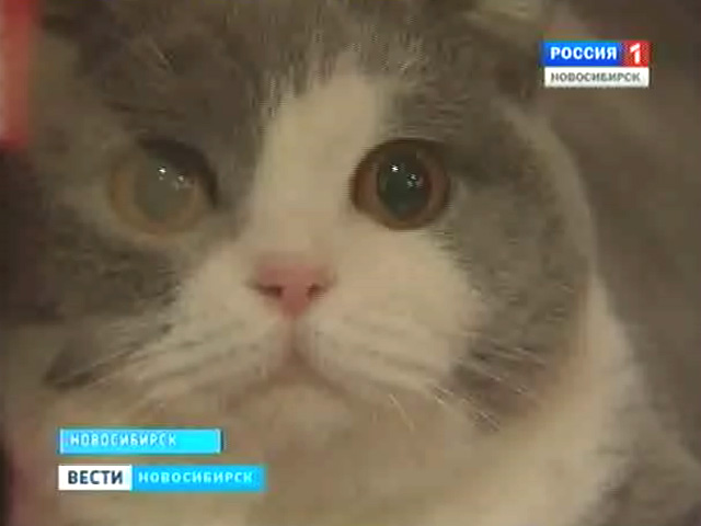 Лучший кот страны живет в Новосибирске