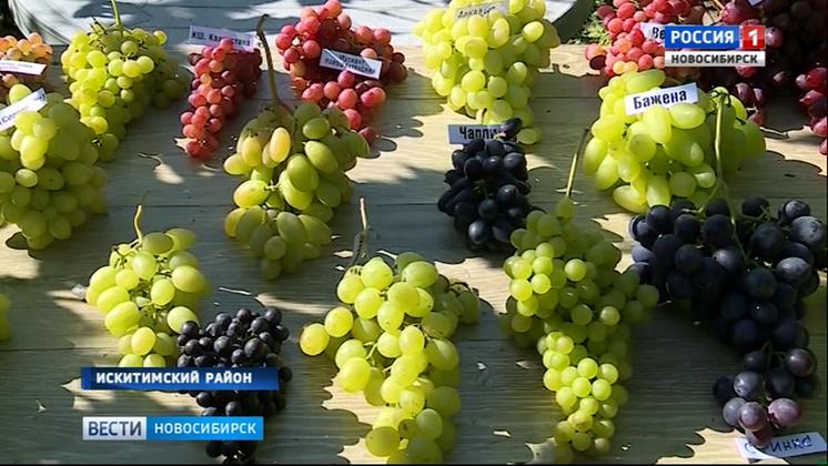 Садовод из Искитимского района собрал на своем участке урожай 130 сортов винограда