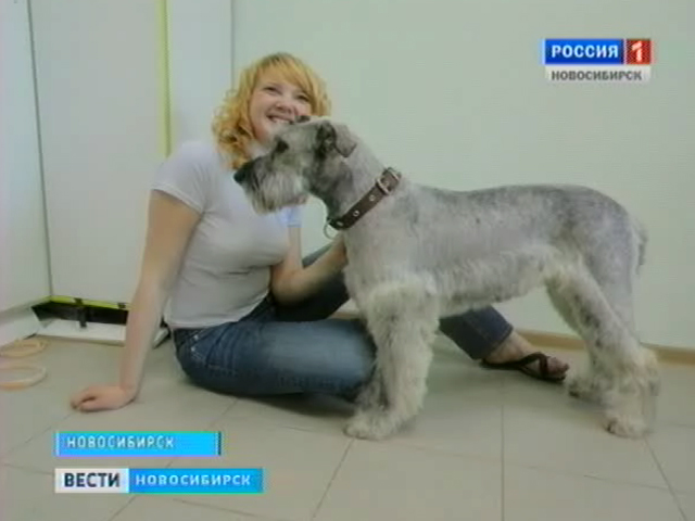С модной стрижкой к новому хозяину. Очередная акция новосибирских зоозащитников