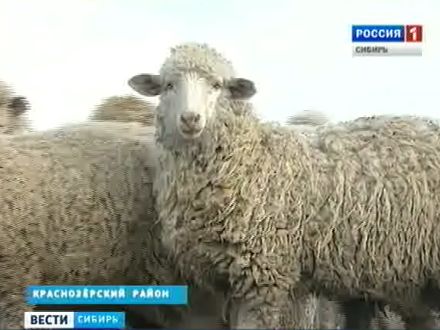 В одном из сел Новосибирской области развивают овцеводство, чтобы сохранить жизнь селу