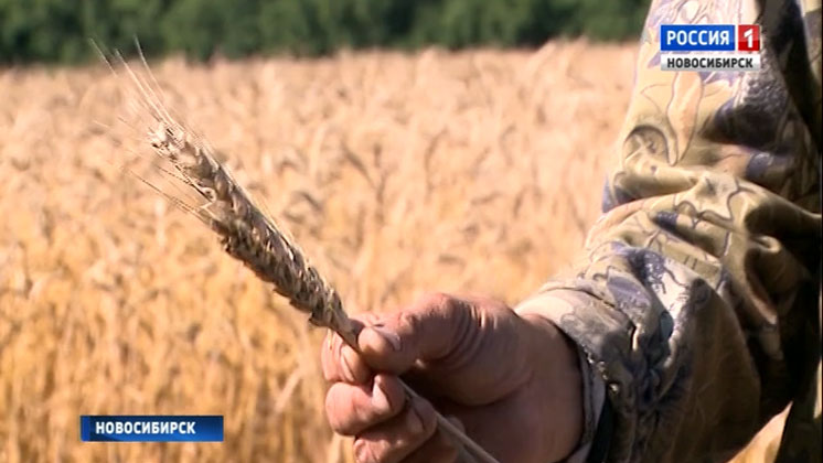 Новосибирские селекционеры представили устойчивую к холоду пшеницу с высокой урожайностью