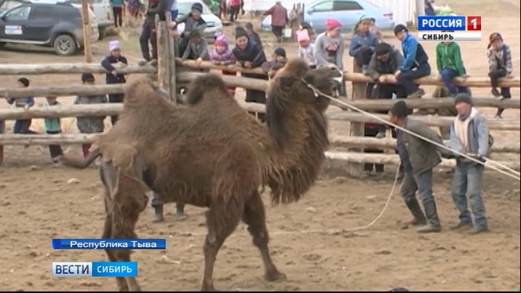 В Тыве состоялся конкурс на лучшую стрижку верблюда