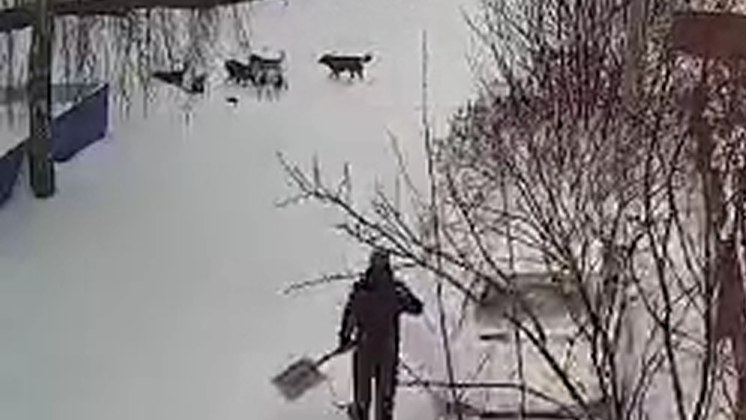 Свора из шести беспризорных собак напала на мальчика в Первомайском районе Новосибирска