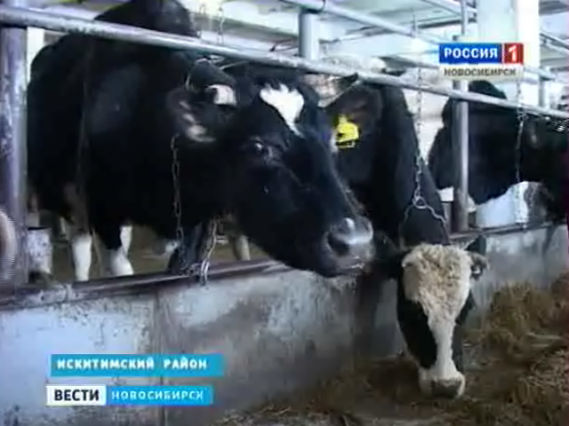 Пострадавшие от засухи хозяйства Новосибирской области получат госдотации