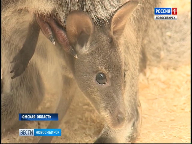 Новосибирский кенгуру стал отцом в Омском зоопарке
