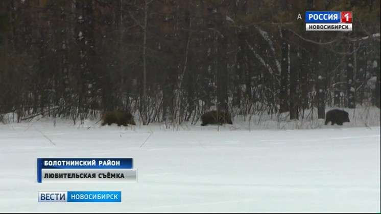 Охотоведы отправились подкармливать диких животных в лесах Новосибирской области   