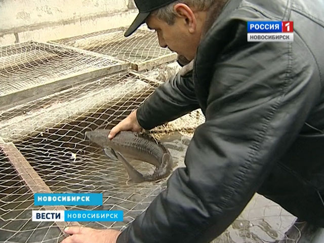 Пятнадцать тысяч осетров выпустили в Обь в Новосибирской области
