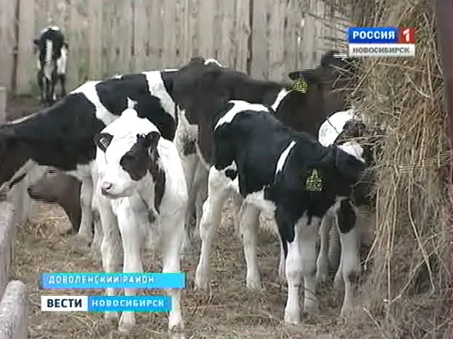 Поголовье фуражных коров в Новосибирской области растет