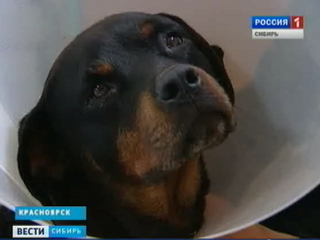 В Красноярске участились случаи жесткого обращения с животными