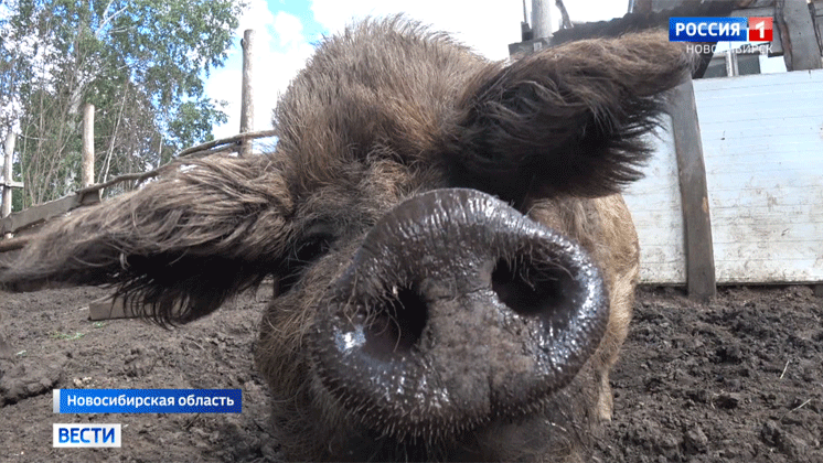 Новосибирские селекционеры скрестили дикого кабана с домашней свиньей