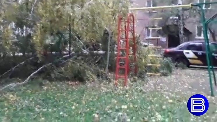 В Новосибирске дерево рухнуло на детскую площадку на проспекте Дзержинского 