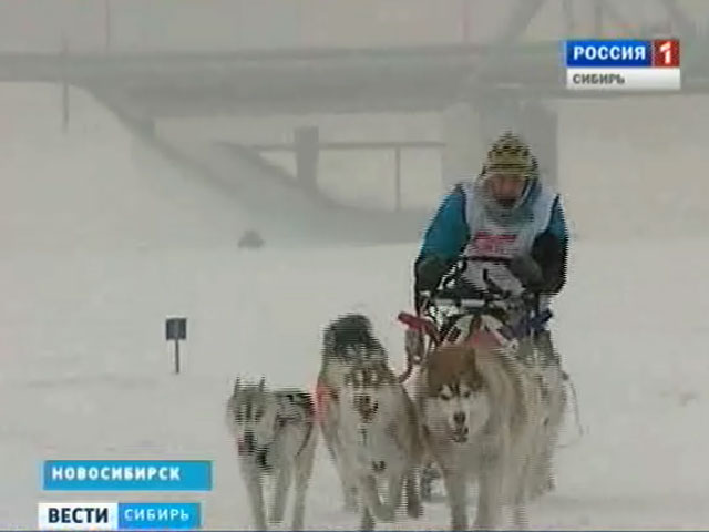 На льду Бердского залива возле Новосибирска прошли соревнования по ездовому спорту