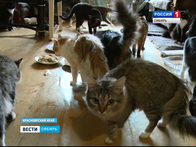 Пенсионерка в Красноярске приютила 64 кошки