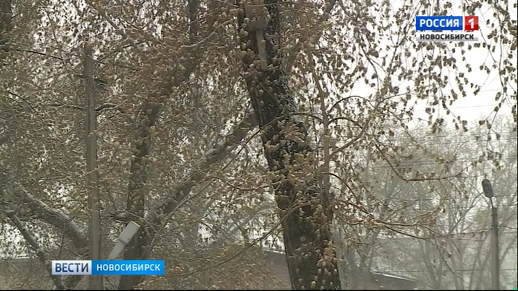 Синоптики прогнозируют возвращение штормового ветра в Новосибирскую область к среде